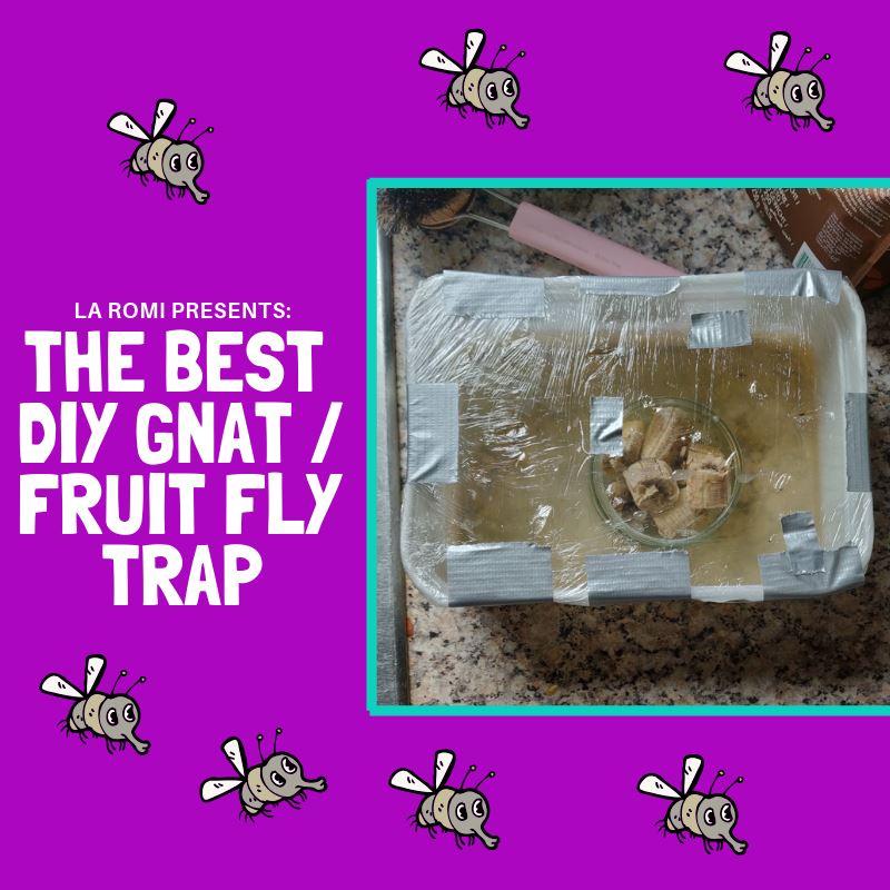 How to Make a Homemade Fruit Fly Trap [DIY]