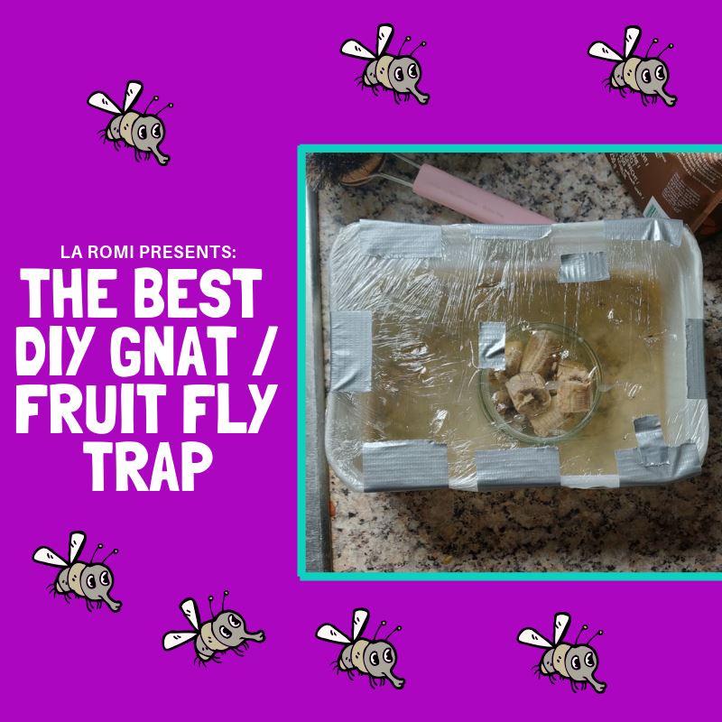 http://la-romi.com/cdn/shop/articles/make-a-homemade-fruit-fly-trap-554404.jpg?v=1617787455&width=2048